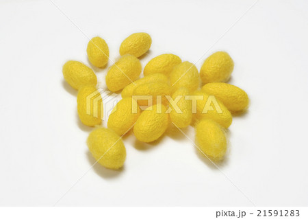 Thai silk cocoon Thai silk cocoon 21591283