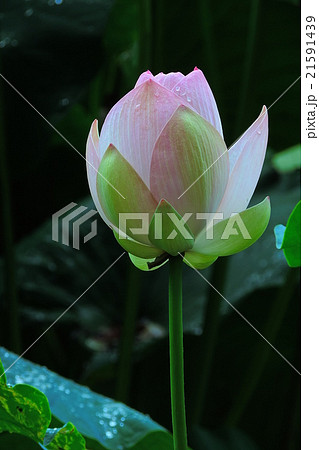 蓮花。清浄なる花、清らかな花、泥中より出づる。 蓮花。清浄なる花、清らかな花、泥中より出づる。 21591439