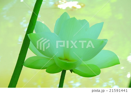 蓮花。清浄なる花、清らかな花、泥中より出づる。 蓮花。清浄なる花、清らかな花、泥中より出づる。 21591441