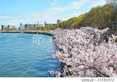 大阪　大川沿いの桜並木 21591472