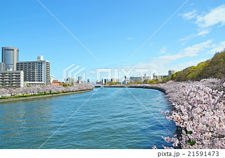 大阪　大川沿いの桜並木 21591473