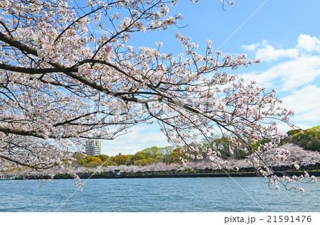 大阪 大川沿いの桜並木の写真素材