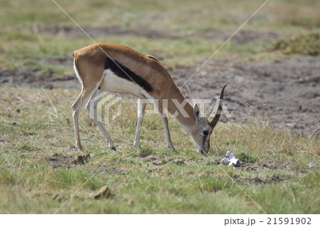 Gazelle in the Savannah 21591902