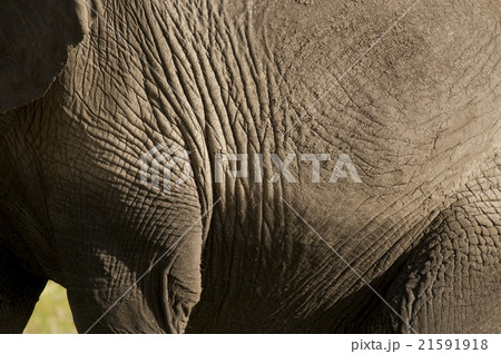Elephant skin Elephant skin 21591918