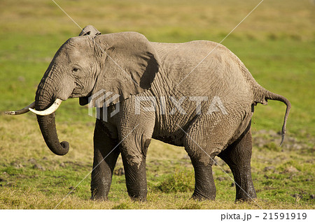 Elephant in the Savannah Elephant in the Savannah 21591919