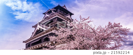 熊本城と桜 21592214