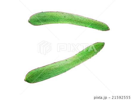 きゅうりのイラスト素材