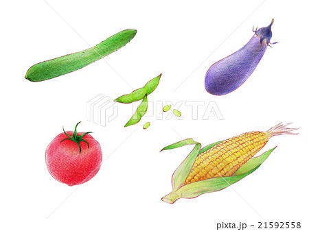 夏野菜セットのイラスト素材