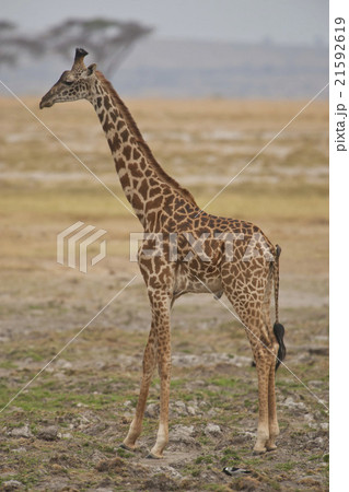 Giraffe in the Savannah 21592619