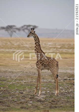 Giraffe in the Savannah Giraffe in the Savannah 21592621