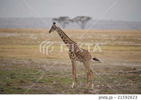 Giraffe in the Savannah Giraffe in the Savannah 21592623
