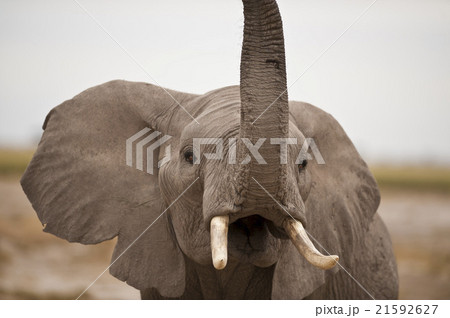 elephant trumpeting 21592627