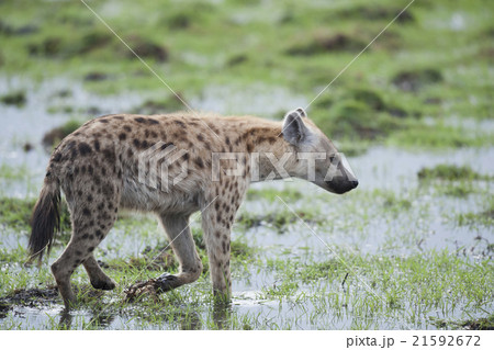 Hyena walking in the Savannah 21592672