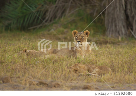 Lioness in the Savannah 21592680