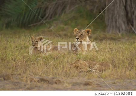 Lioness and his Cub in the Savannah Lioness and his Cub in the Savannah 21592681