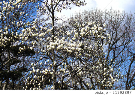 白木蓮 白木蓮 21592897