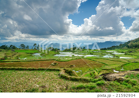Green rice field in Tana Toraja Green rice field in Tana Toraja 21592934