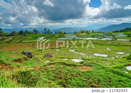 Green rice field in Tana Toraja Green rice field in Tana Toraja 21592935