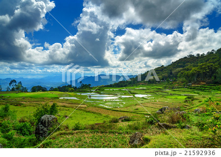 Green rice field  in Tana Toraja 21592936