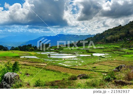 Green rice field in Tana Toraja Green rice field in Tana Toraja 21592937