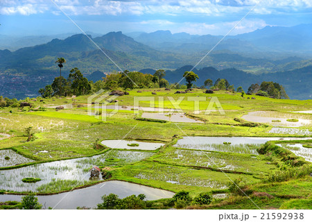 Green rice field  in Tana Toraja 21592938