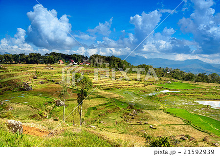 Green rice field in Tana Toraja Green rice field in Tana Toraja 21592939