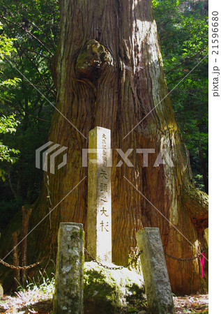 樹齢千年の大杉 樹齢千年の大杉 21596680