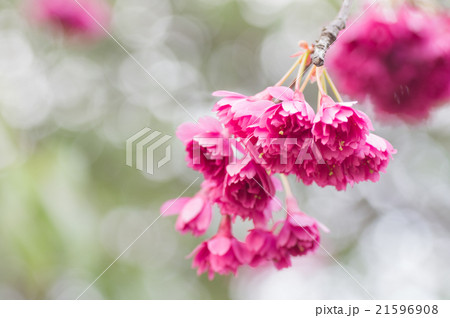 彼岸桜 彼岸桜 21596908