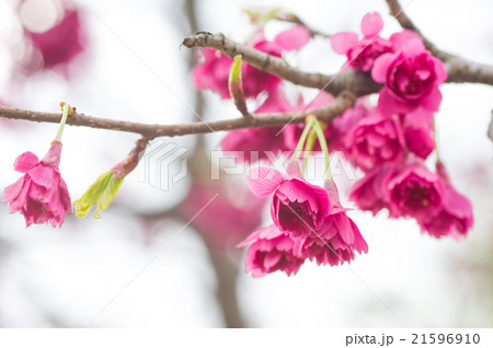 彼岸桜 彼岸桜 21596910
