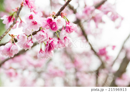 ソメイヨシノ 21596913