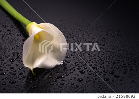 カラー、花、接写、マクロ。 カラー、花、接写、マクロ。 21598092