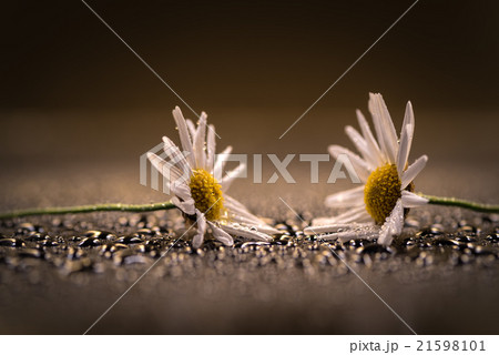 花、マーガレット、接写、マクロ。 21598101