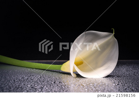 カラー、花、接写、マクロ。 カラー、花、接写、マクロ。 21598156