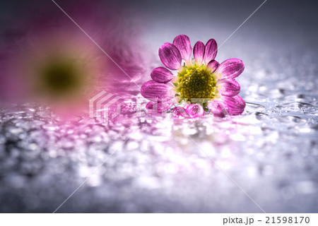 菊、接写、マクロ。 菊、接写、マクロ。 21598170