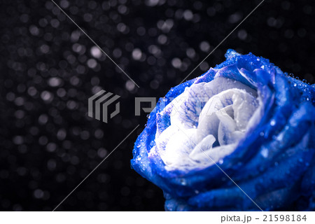 花、薔薇、接写、マクロ。 21598184