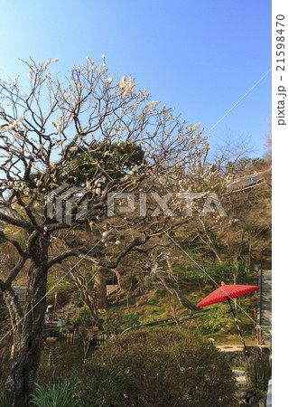 長谷寺の早春 21598470