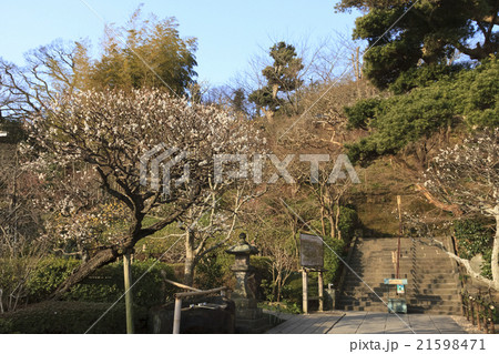 長谷寺の早春 21598471