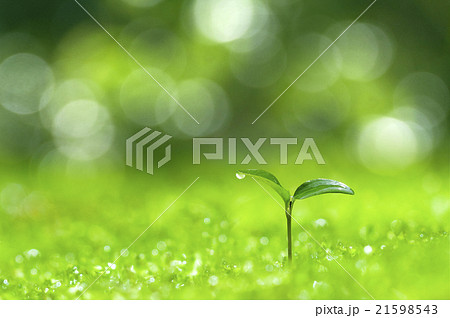 森の中の芽生え 森の中の芽生え 21598543