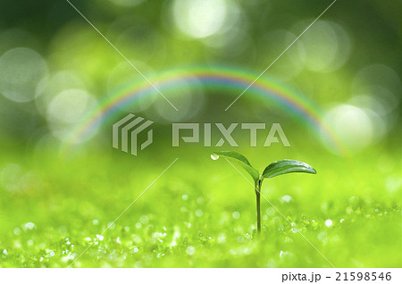 森の中の芽生え 森の中の芽生え 21598546