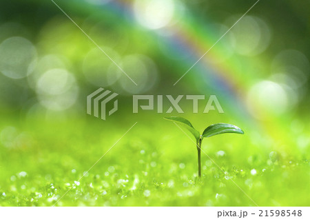 森の中の芽生え 森の中の芽生え 21598548