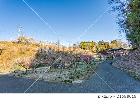 月ヶ瀬梅林 品種園 21598619