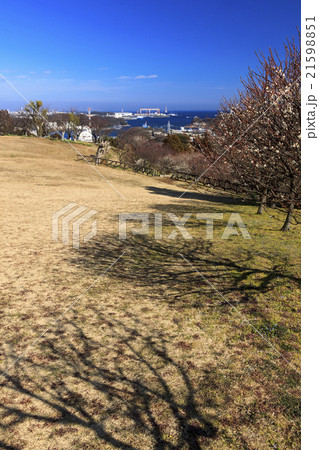 快晴の田浦梅林 21598851