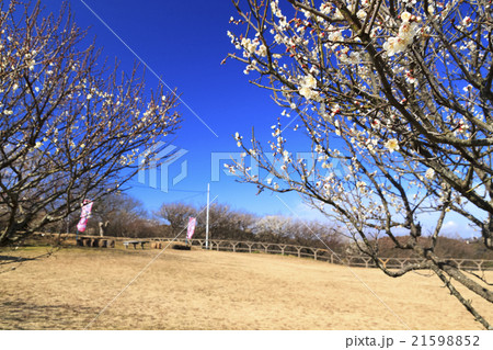 快晴の田浦梅林 21598852