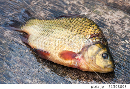 Raw freshwater fish carp on a wooden board Raw freshwater fish carp on a wooden board 21598893