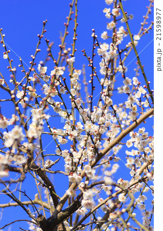 曽我梅林の梅 曽我梅林の梅 21598977