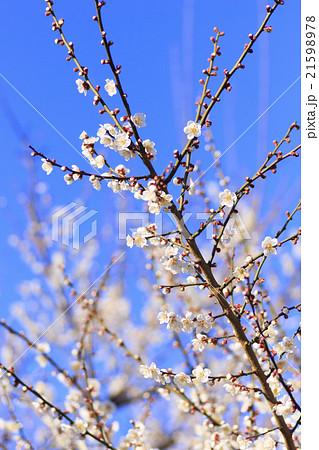 曽我梅林の梅 21598978