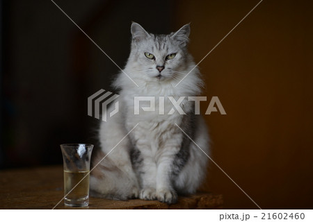 ねこ・アリエル ねこ・アリエル 21602460