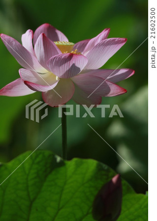 蓮の思い出 21602500