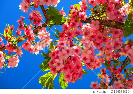 河津桜(カワヅザクラ)のある風景 河津桜(カワヅザクラ)のある風景 21602639