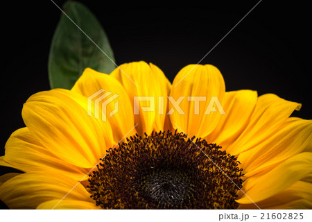 花、ひまわり、接写、マクロ。 花、ひまわり、接写、マクロ。 21602825